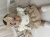 IMG_2195.jpeg