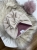 IMG_2785.jpeg
